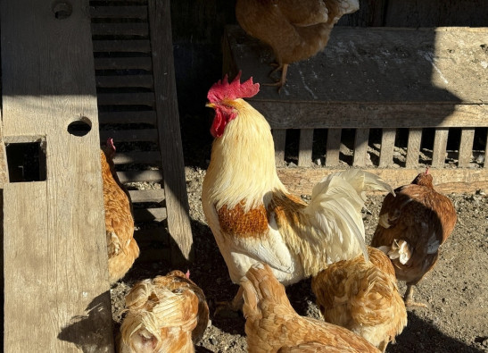 Chickens stand in a holding pen at Ettamarie Peterson's farmin Petaluma, Calif. on Thursday, Jan. 11, 2024. There are concerns that the flock of 50 hens could be infected with avian flu. 