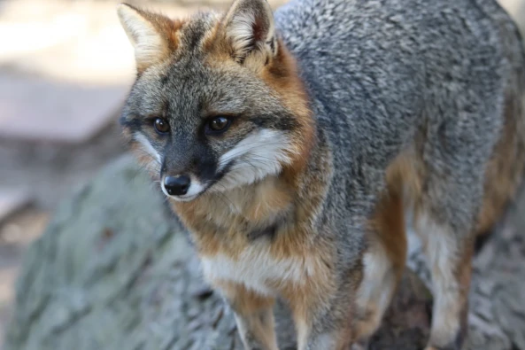 A gray fox perched on a log. Within the last four years, Iowa, Illinois, Indiana and Ohio have launched gray fox studies to find out why numbers have declined and what may help the species rebound.