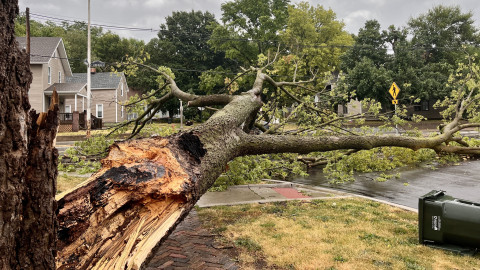 Downed tree in Urbana after the June 29, 2023, derecho.