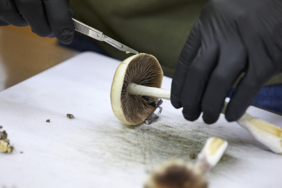 A grower cuts psilocybin mushrooms to prepare for distribution in Springfield, Ore., Monday, Aug. 14, 2023. Naturally occurring substances like psilocybin, a fungus, can’t be patented by themselves.