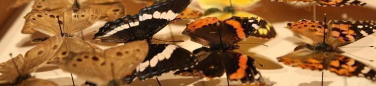 Butterfly collection