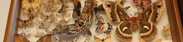 Butterfly collection