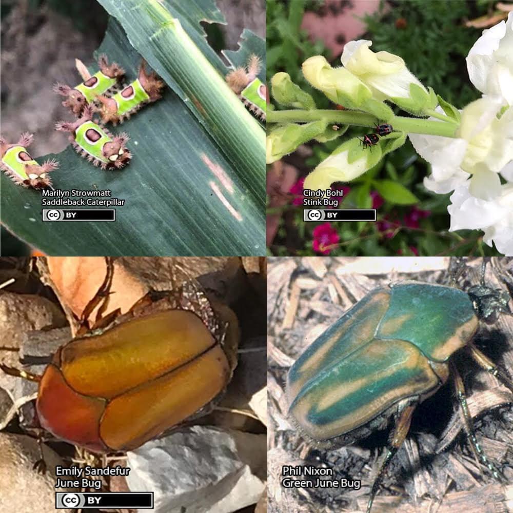 saddleback caterpillar (upper left), stink bug (upper right), two different june bugs (along bottom)