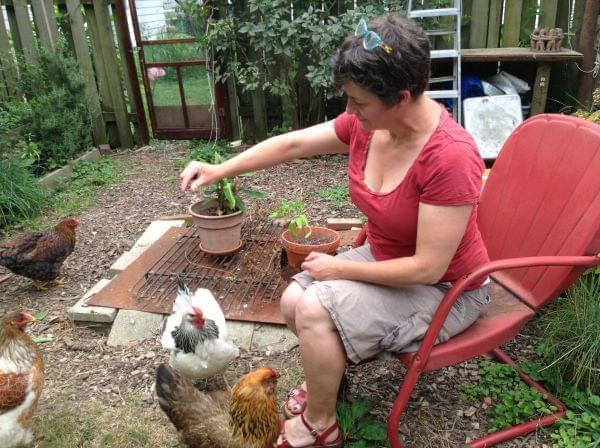 Jill Miller of Urbana feeds her bird. She has been raising hens for the last few years for their eggs.