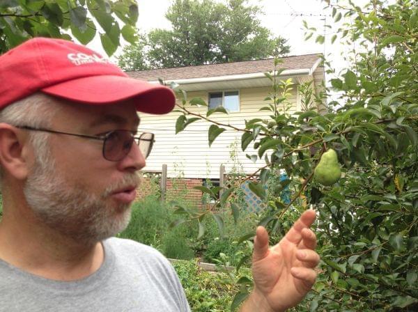 Martin Wolske looks at a pear growing in his front yard. He and his wife live in southwest Champaign, and they are anxiously waiting for the city to allow residents to keep backyard chickens.