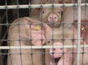 Pigs on Pat Bain's farm in McLean County.