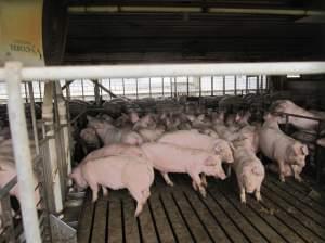 Pigs on Pat Bain's farm in McLean County.