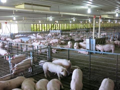 Dakota made farming a constitutional right . In fall 2014, Missouri ... Dakota made farming a constitutional right . In fall 2014, Missouri ...