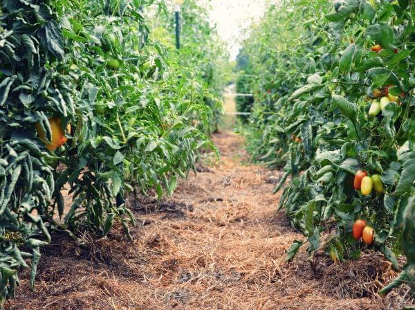 Tomatoes were plentiful this summer.