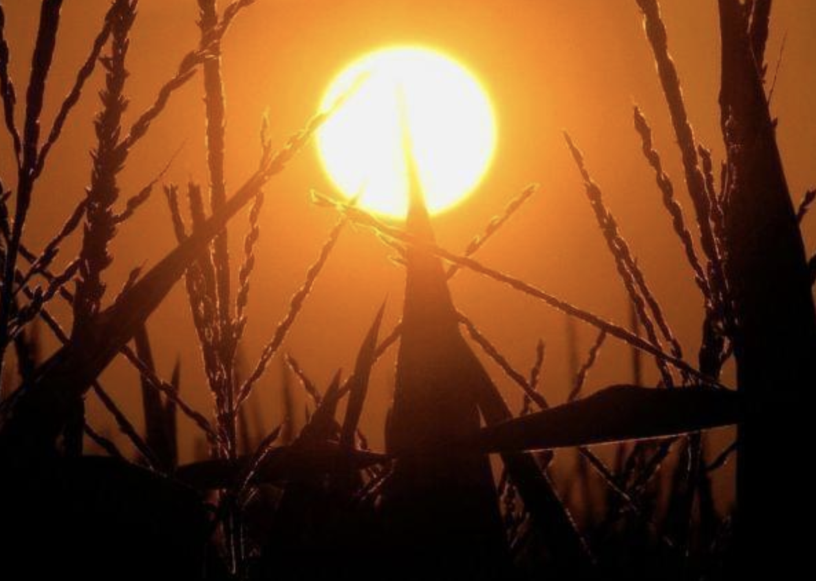 In this July 15, 2012 file photo, the sun rises over corn stalks in Pleasant Plains, Ill., during a drought.