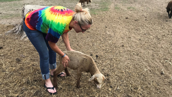 Cyndy Ash runs Jubilee Farms in Clinton, Illinois, where she raises sheep for wool.