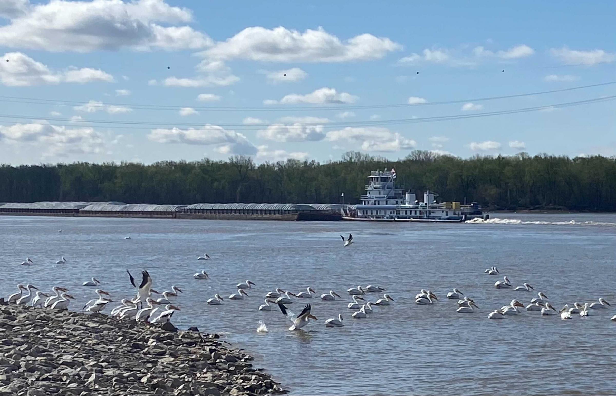 A towboat pushing barges exits the Melvin Price Locks and Dam near Alton, Ill