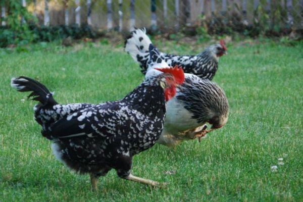 Three chickens foraging in grass.