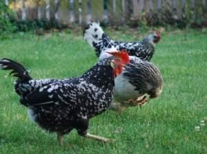 Three chickens foraging in grass.