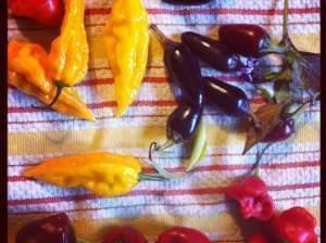 An array of hot peppers on a towel.