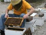 David Burns caring for his bees