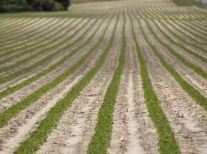 peanut farm