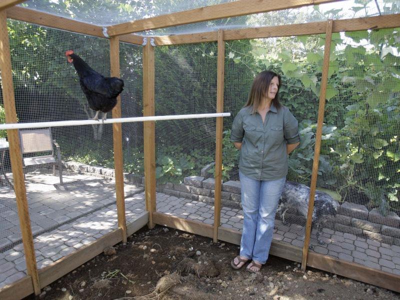 This photo taken Aug. 21, 2009 shows Barbara Palermo looking on while making remarks in her chicken coop in Salem, Ore. 