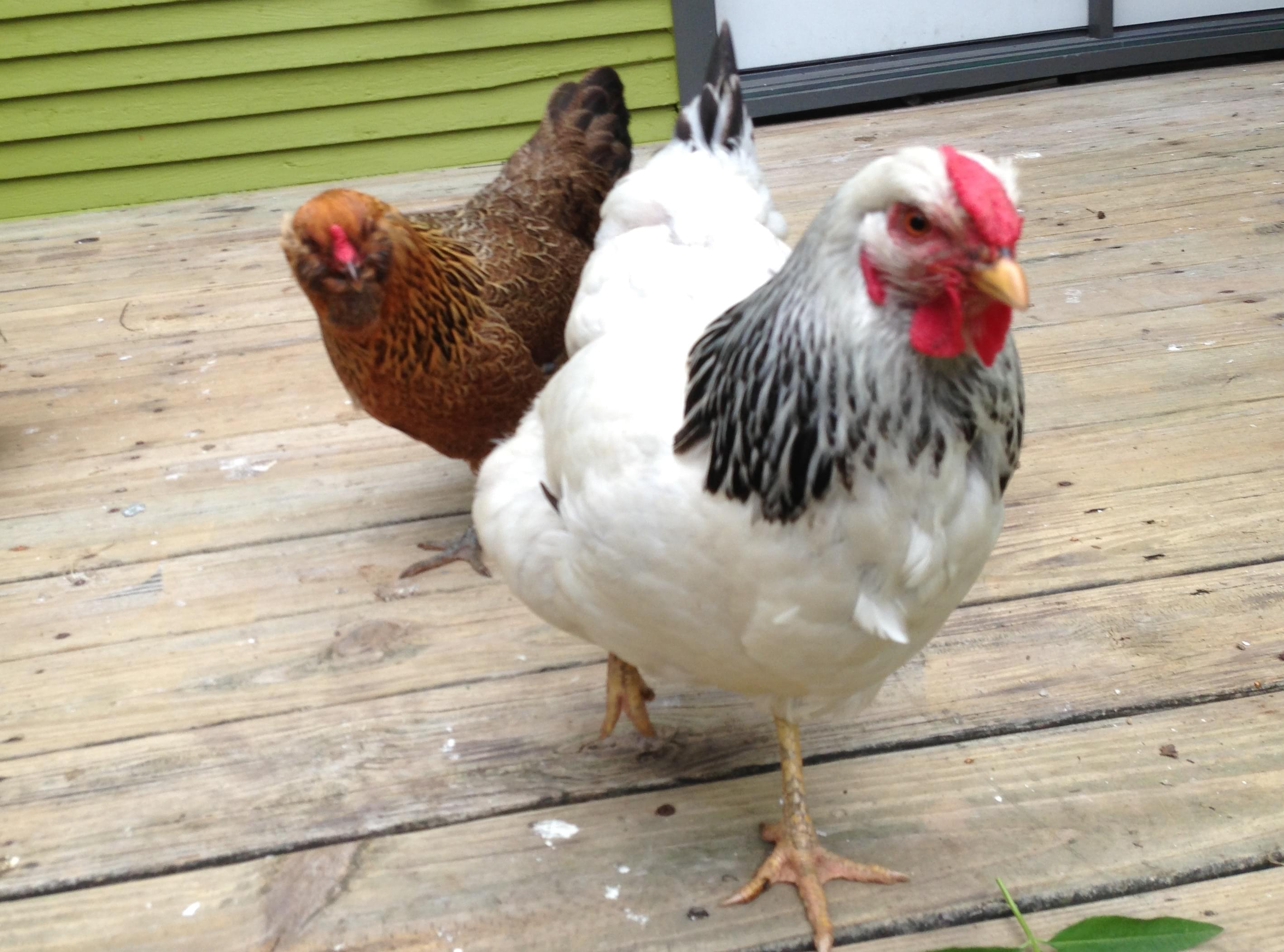 Champaign Writing Rules For Backyard Chickens News Local State