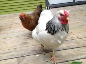 Two hens walk in a backyard in Urbana, where residents are allowed to raise chickens.