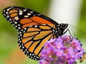 a monarch 