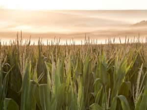 A cornfield is shrouded in mist at sunrise in rural Springfield, Neb.