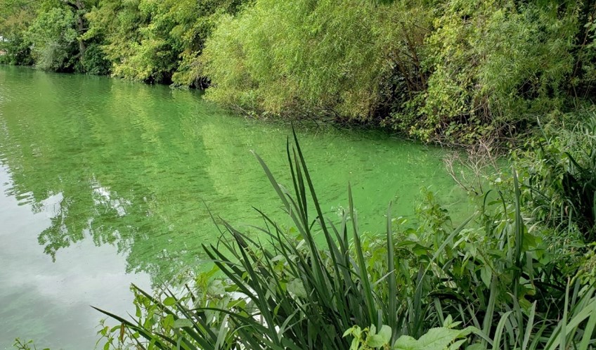 Waterway wih algal blooms on the surface.