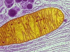 This micrograph shows a single mitochondrion (yellow), one of many little energy factories inside a cell.
