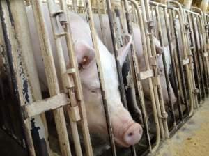 A Humane Society investigation of a Wyoming pig breeding facility to the introduction of an ag-gag bill in Wyoming, which eventually failed.