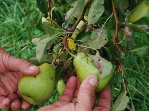 A man's hands displaying pears still on the tree.