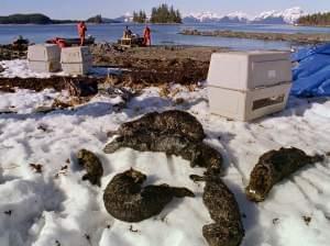 Oil-soaked sea otters lie dead at Green Island beach on Alaska's Prince William Sound one week after the Exxon Valdez oil disaster in 1989.