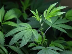 In this Oct. 16, 2013 file photo, marijuana clone plants that are used to grow medical marijuana are displayed under a light at a medical marijuana cooperative in Seattle. 