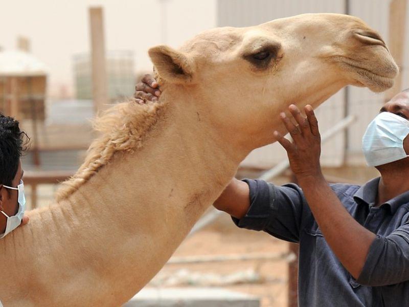 A farmworker in Riyadh, Saudi Arabia, wears a mask to protect against Middle East respiratory syndrome earlier this month. The MERS virus is common in camels.