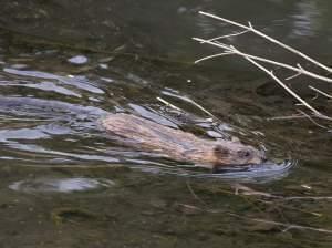 A muskrat swims up a creek.