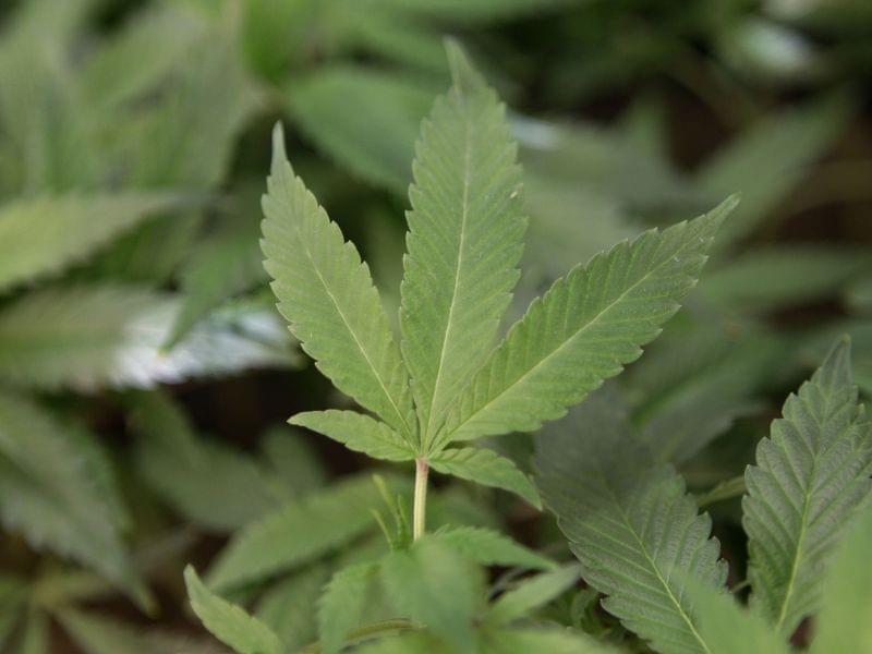  This Feb. 1, 2011 file photo shows medical marijuana clone plants at a medical marijuana dispensary in Oakland, Calif. 