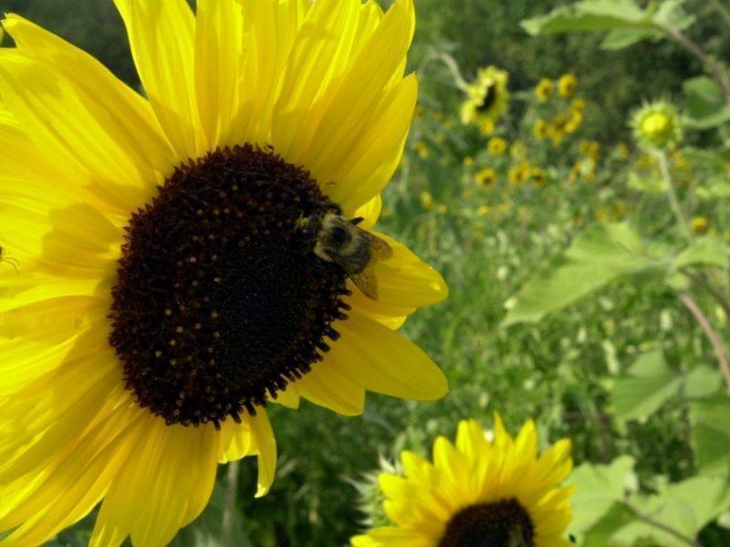 A bumble bee gathers pollen in September 2007 on a sunflower at Quail Run Farm in Grants Pass, Ore., where farmer Tony Davis depends on them to pollinate crops. Bees are being wiped out by a mysterious condition known as colony collapse disorder.