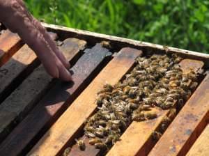 DeKalb County beekeeper Carolyn Hudon surveys one of her bee hives.