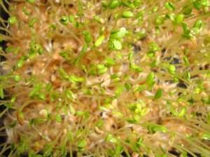 Food-safety workers linked one E. coli outbreak to raw clover sprouts. According to the U.S. Food and Drug Administration, the sprouts came from an Evergreen Fresh Sprouts LLC seed lot in Idaho.