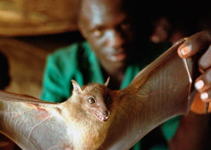 Studies show bats may carry Ebola virus