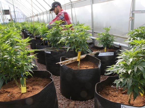 A worker cultivates a special strain of medical marijuana in Colorado Springs.