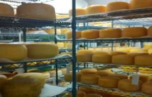 A room full of aging cheese.