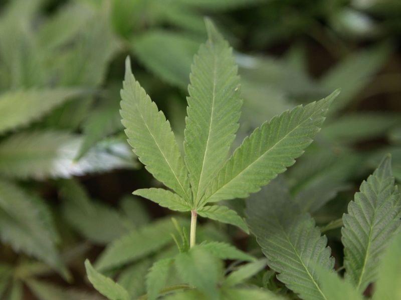 Clone plants at a medical marijuana facility in Oakland, California. 