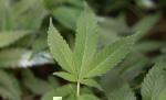 This 2011 file photo shows medical marijuana clone plants at a dispensary in Oakland, California.