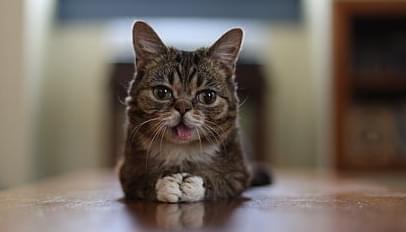 Image of Lil Bub the cat.