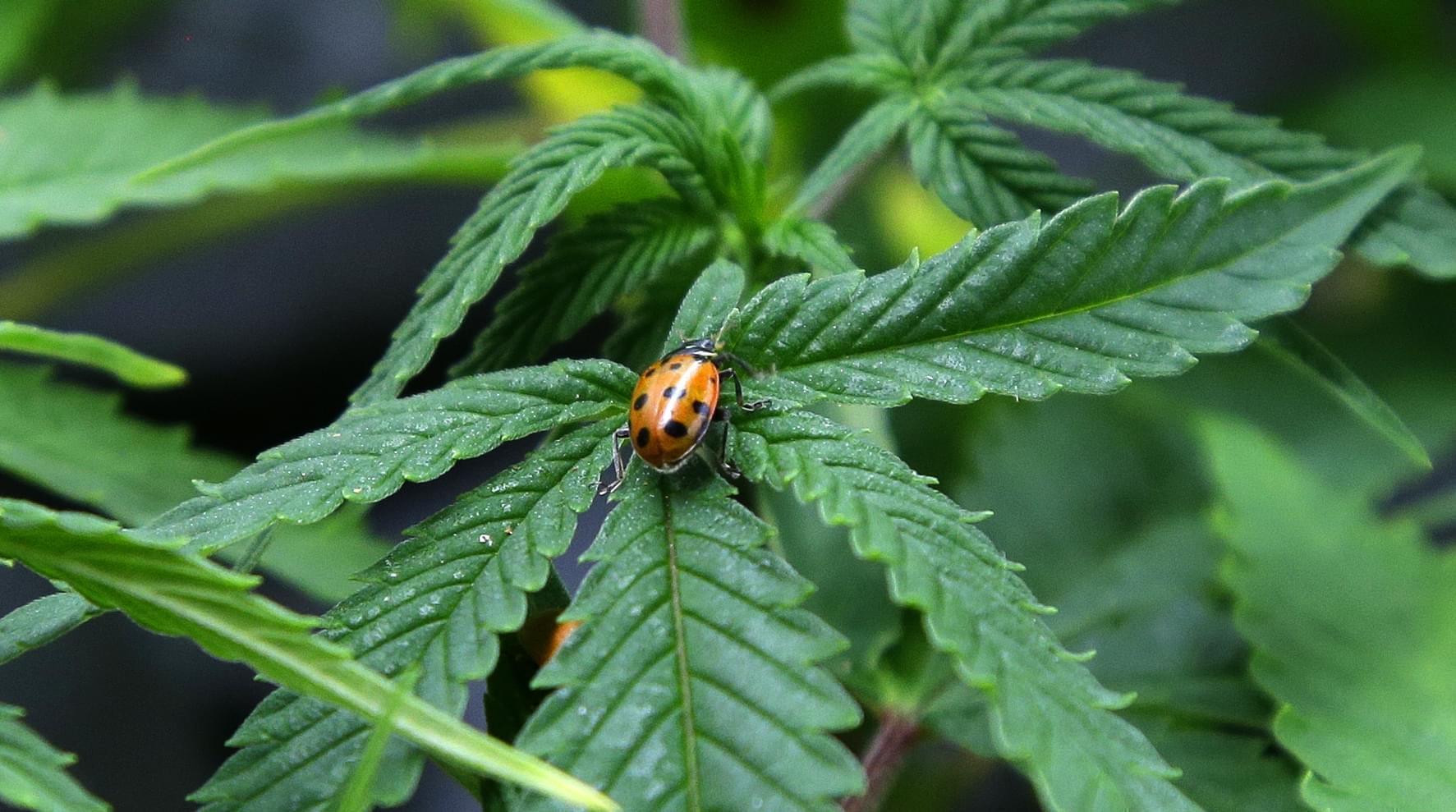 A ladybug crawls on a marijuana plant at Sea of Green Farms, a recreational pot grower in Seattle.