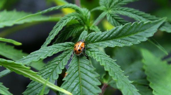 A ladybug crawls on a marijuana plant at Sea of Green Farms, a recreational pot grower in Seattle.
