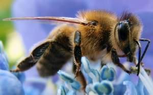 Closeup of a Western Honeybee.