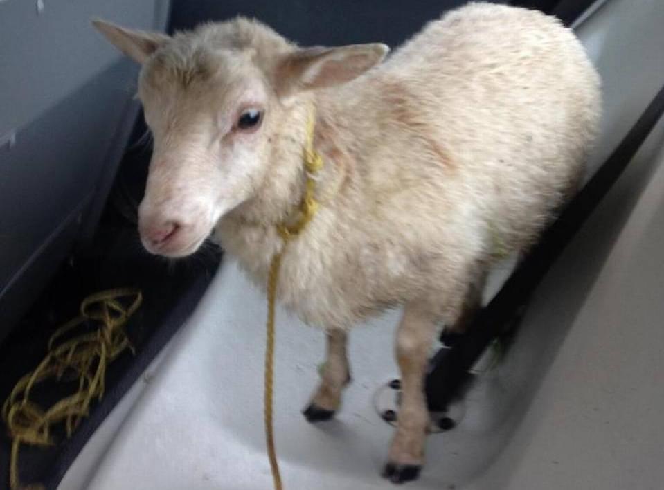 The "mystery lamb" of Fairview Heights.