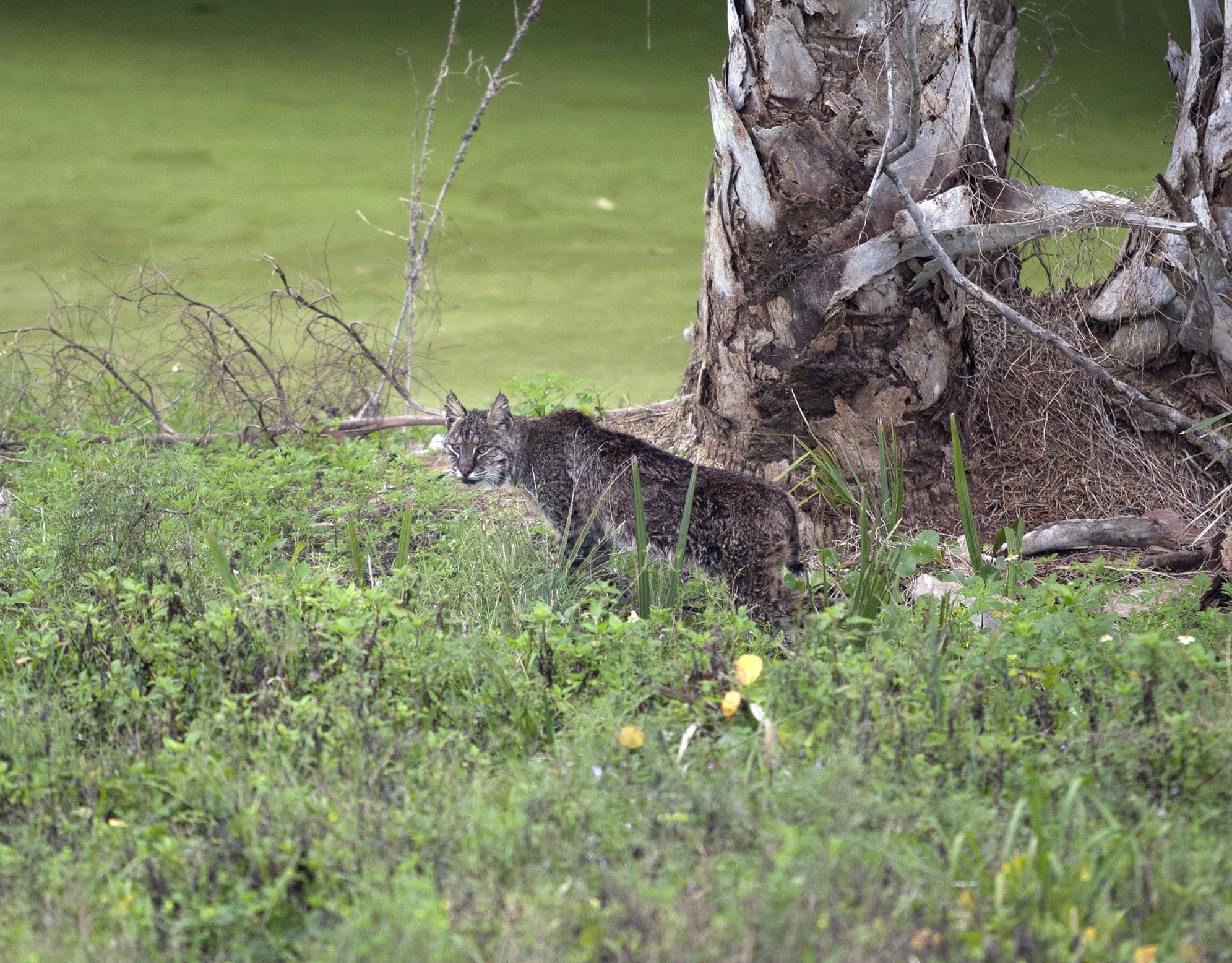 Bobcat Hunting Advances In Legislature News Local State