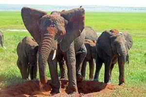 A group of female African Savannah Elephants take a dust bath in Tanzania 